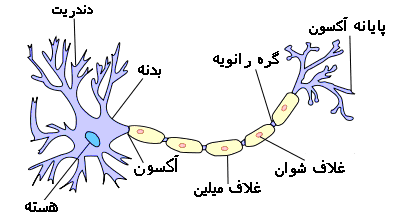 نورون مغزی